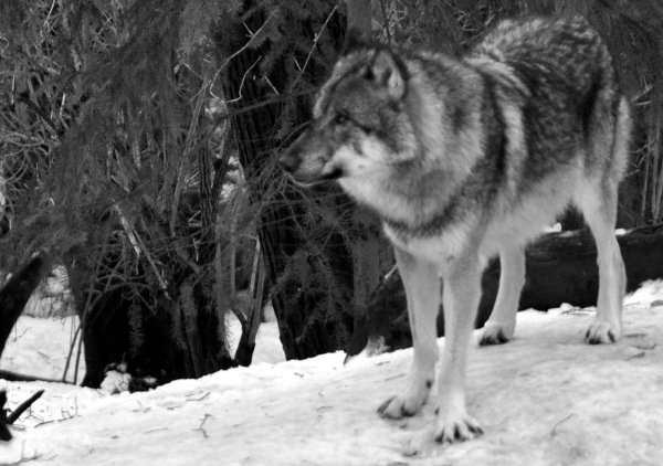 Das ist ein Wolf, der im Wildpark Portrait stand.