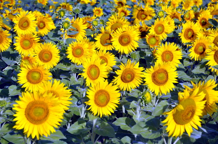 sunflower